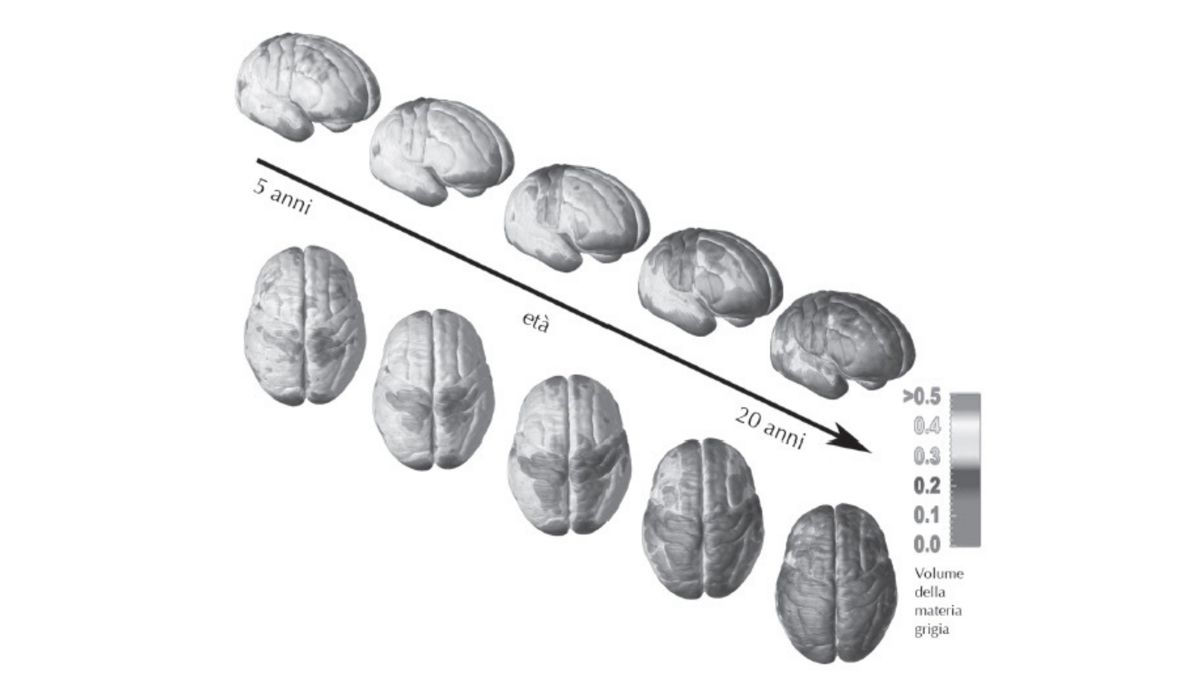 Dagli studi del professor Jay Giedd osserviamo che il cervello raggiunge la sua maturità oltre i 20 anni.